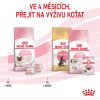 mother babycat 26