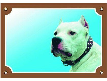 Barevná cedulka Pozor pes, Doga argentinská  + Dárek ke každé objednávce.