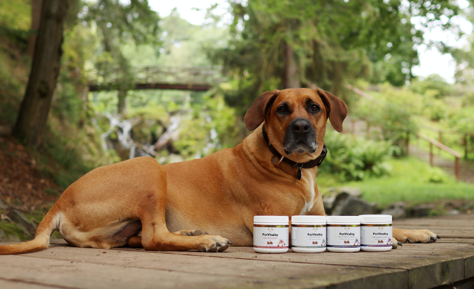 PetVitality – vědecky ověřené složení a GMP kvalita