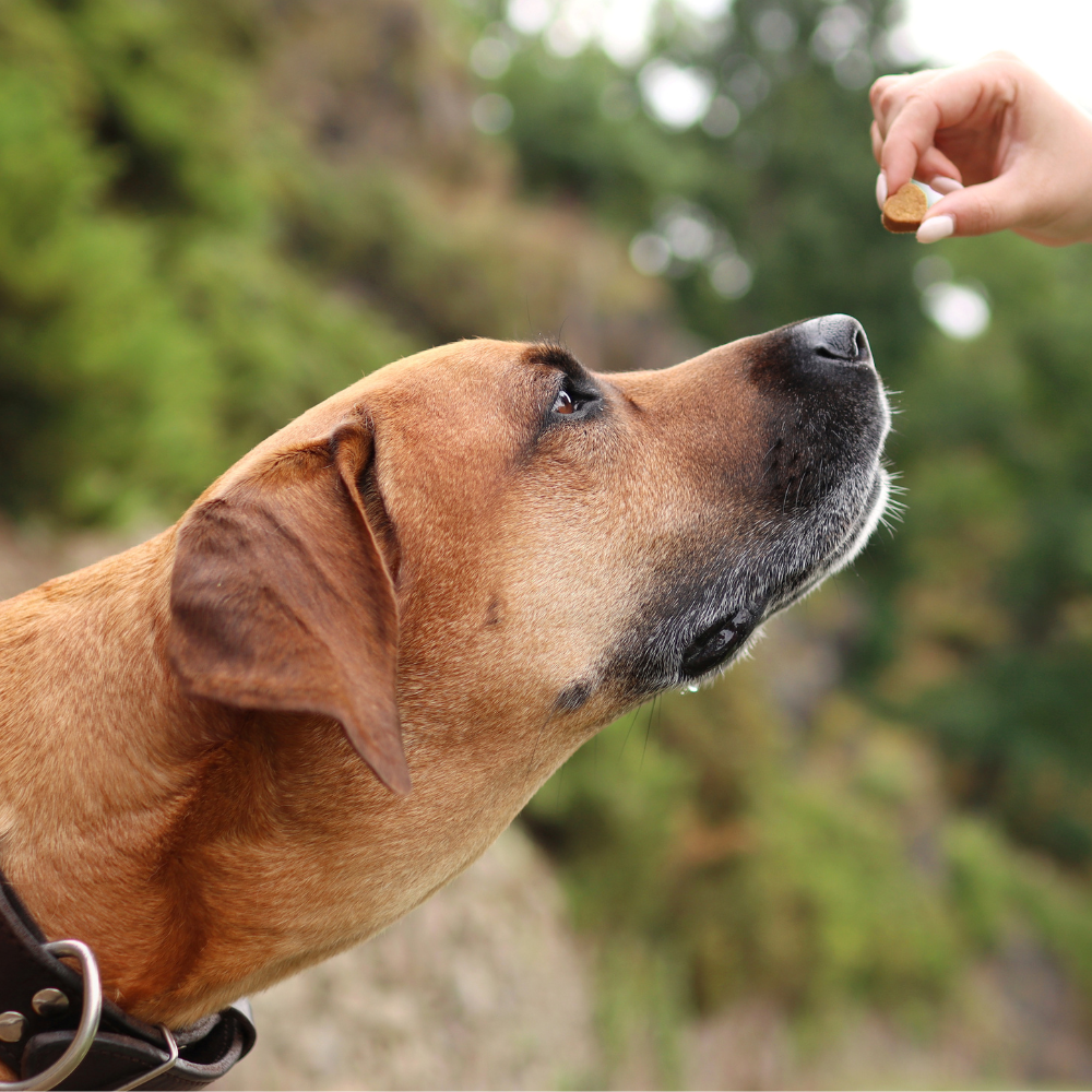 O nás – začátek příběhu s Maxem