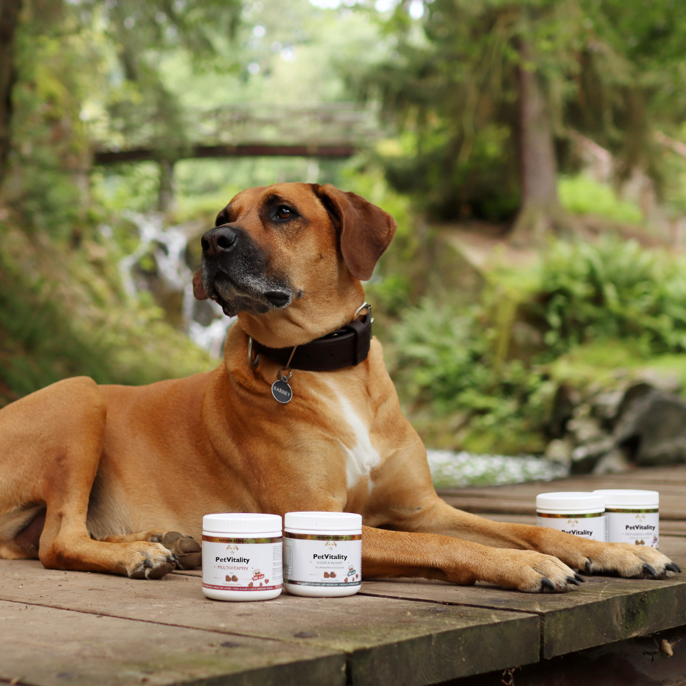 Max – začátek příběhu PetVitality