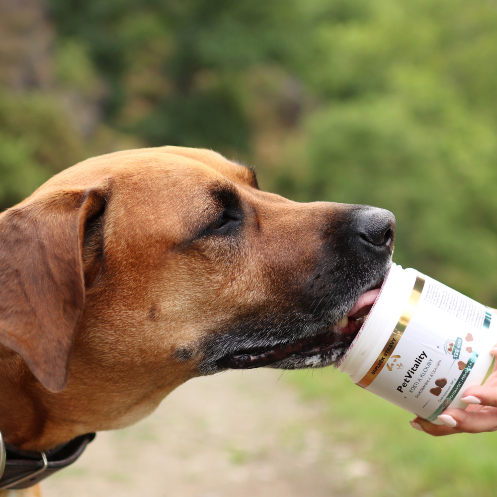 PetVitality – pomoc tisícům psů