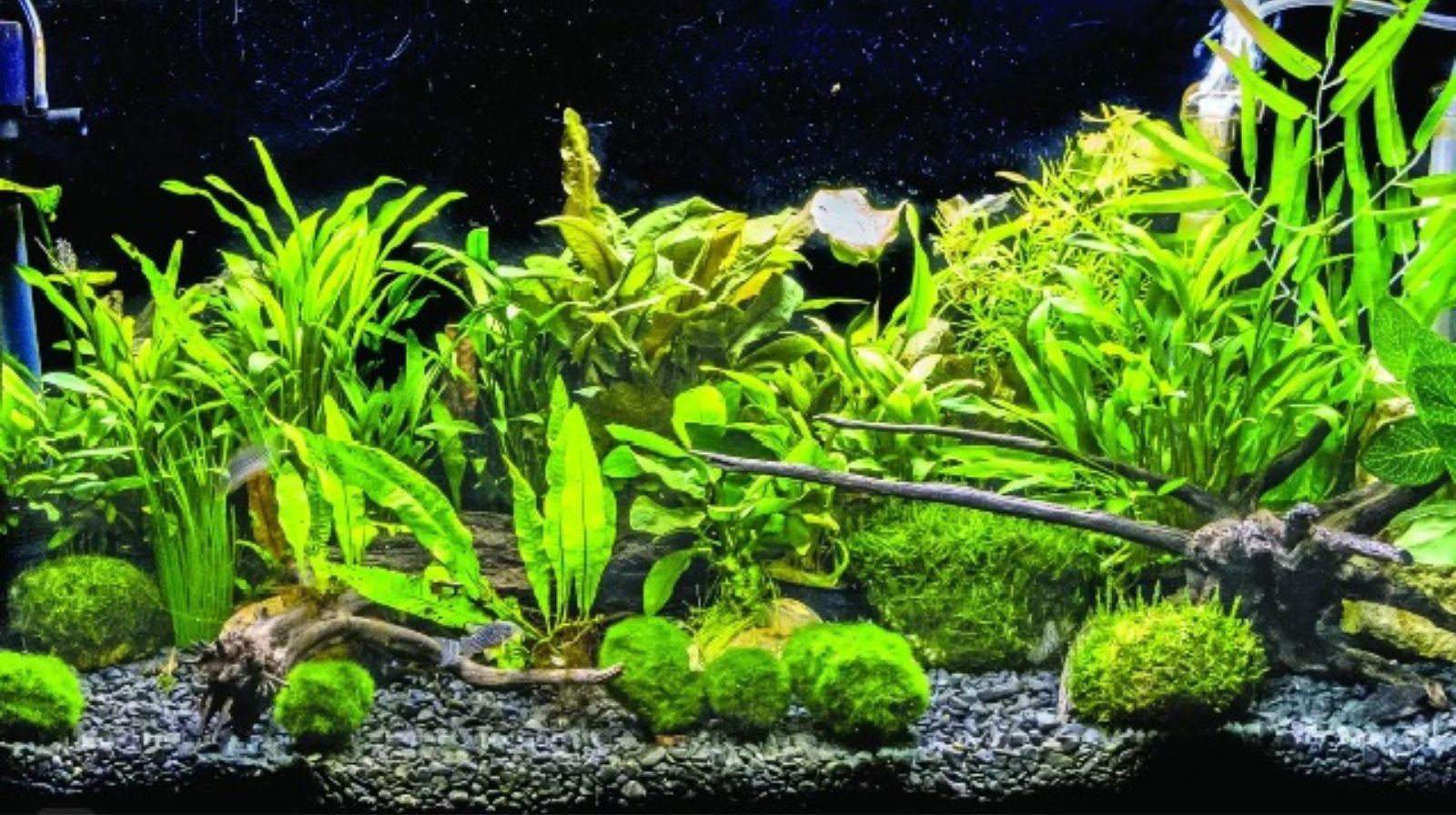 Jak si doma založit vlastní akvárium