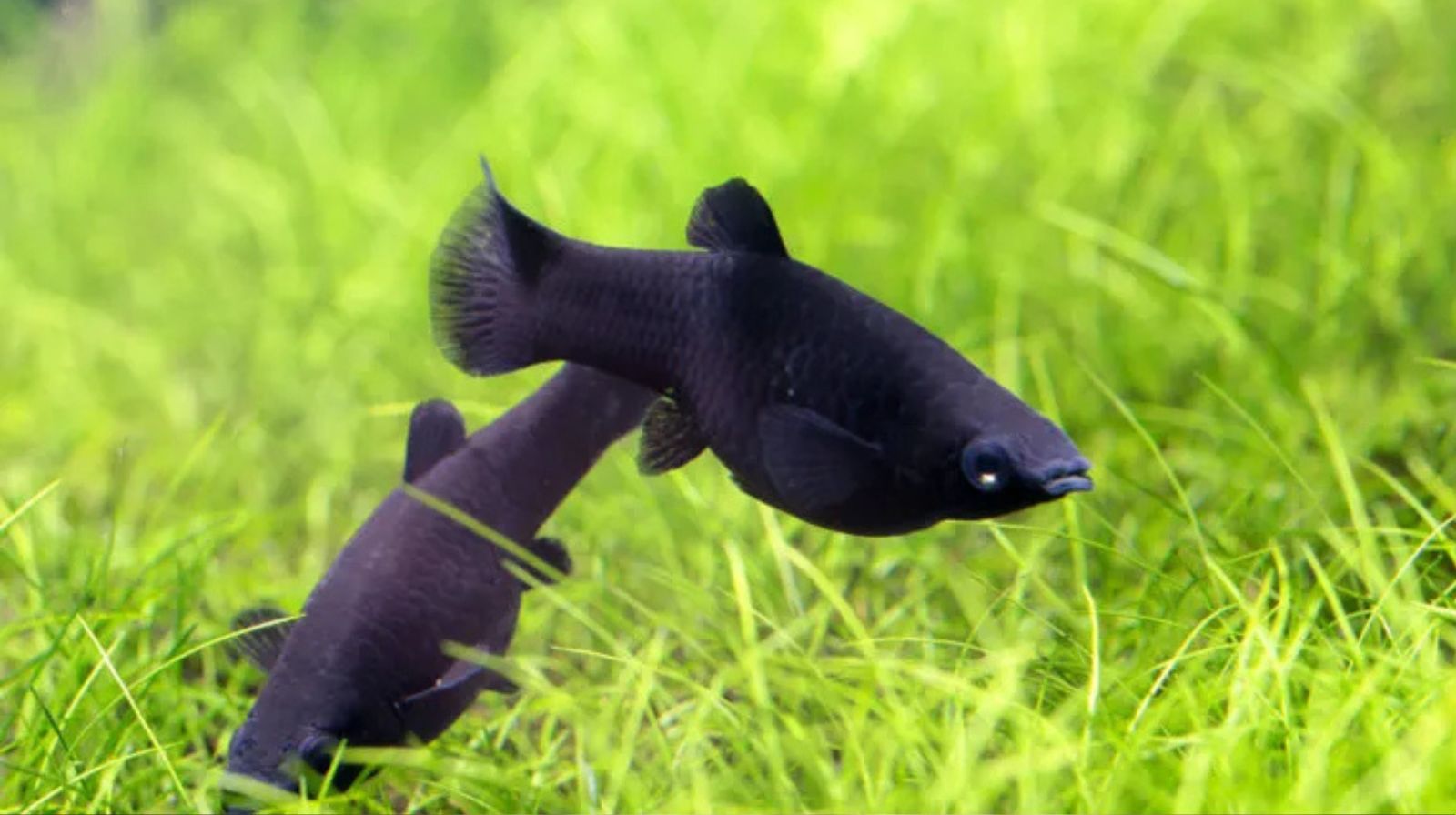 Black molly - tipy pro chov a krmení