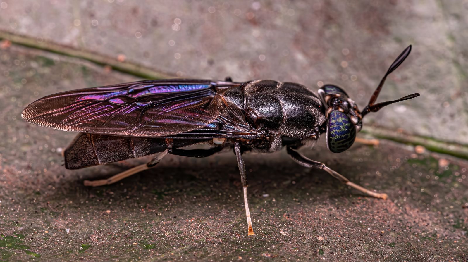 Proč používat krmivo s hmyzem?