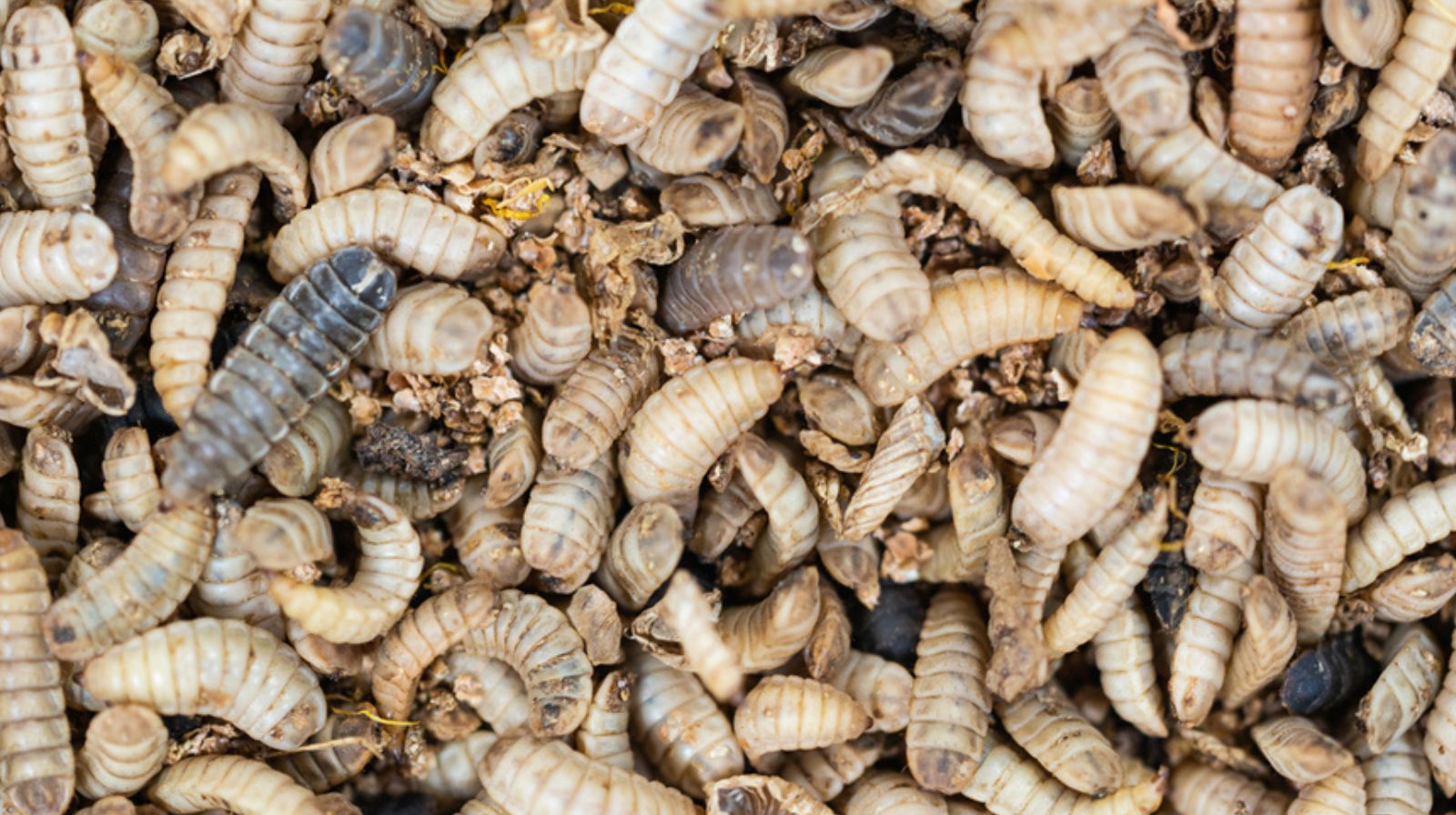 Hmyz jako zdroj vysoce kvalitních bílkovin