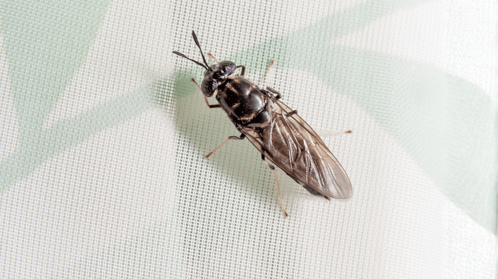 Vyvážená strava pro vašeho mazlíčka