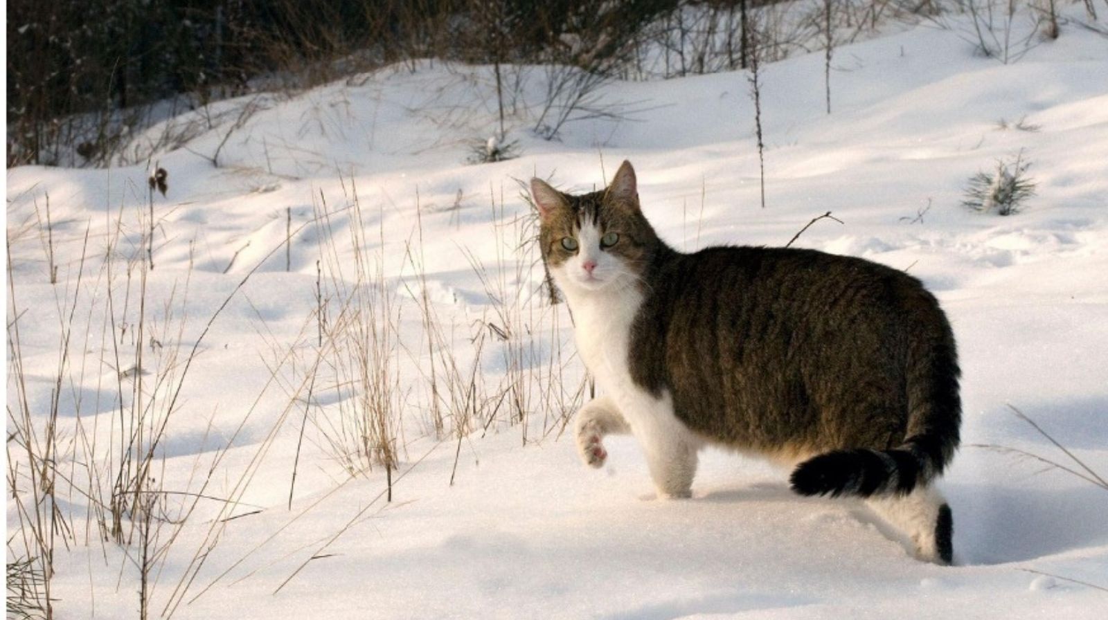 Zimní výživa koček