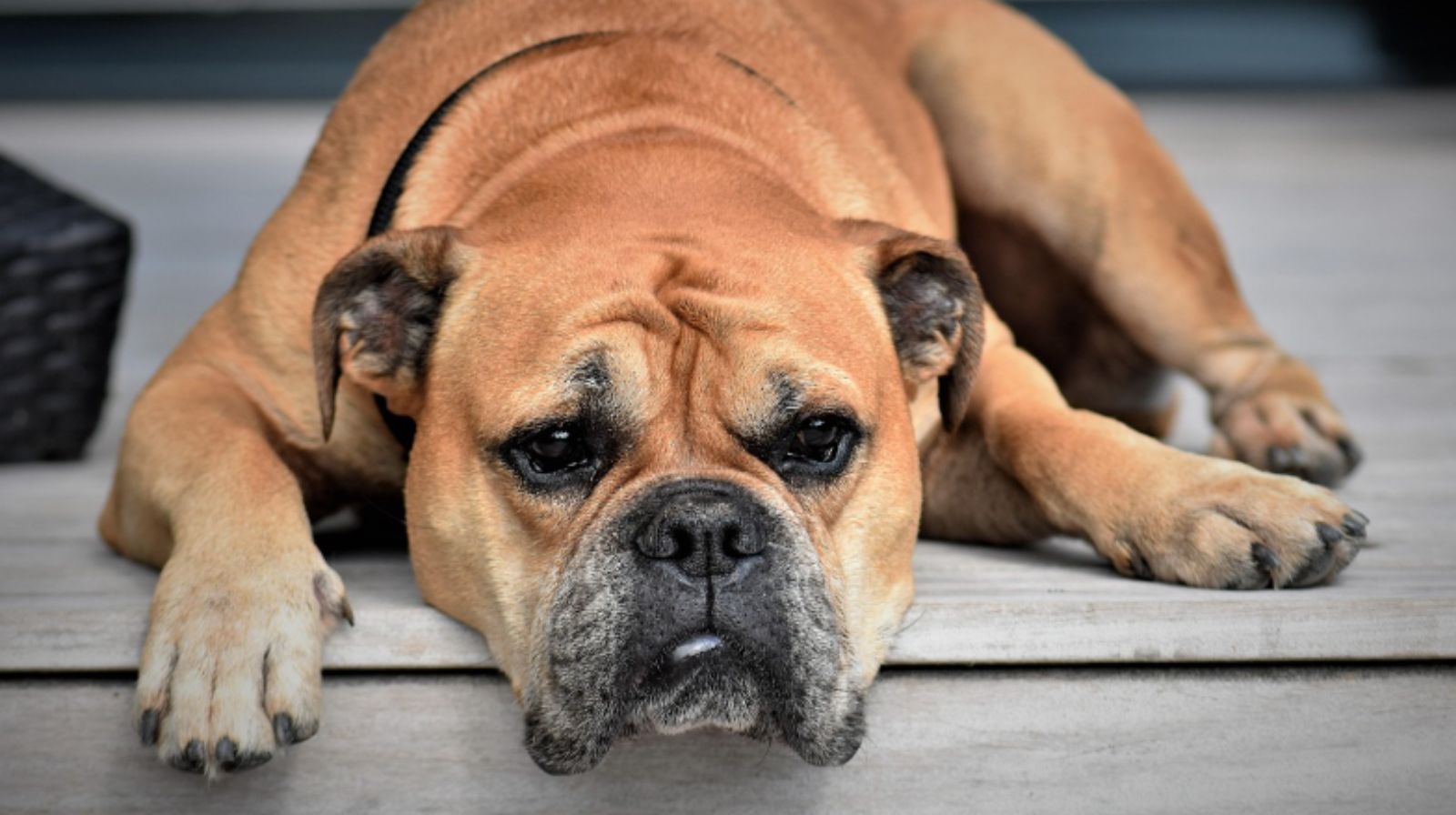 Zánět močových cest