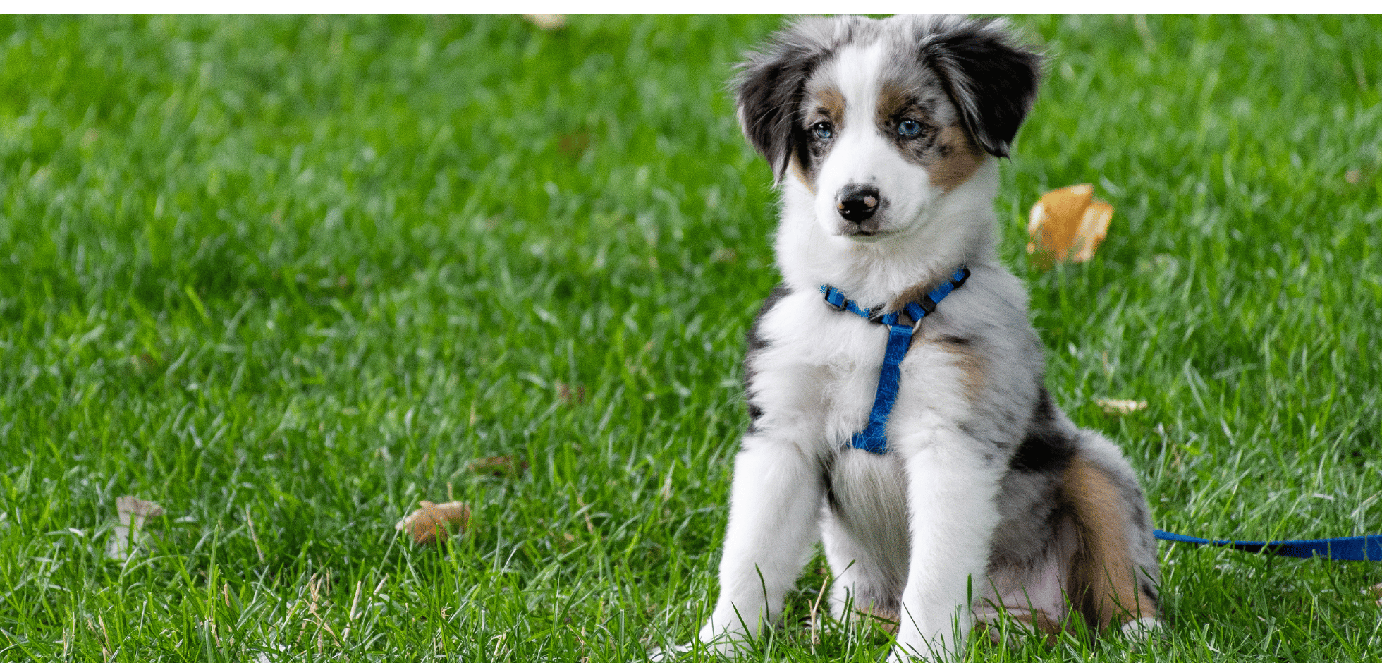 Bellfor krmivo pro psy