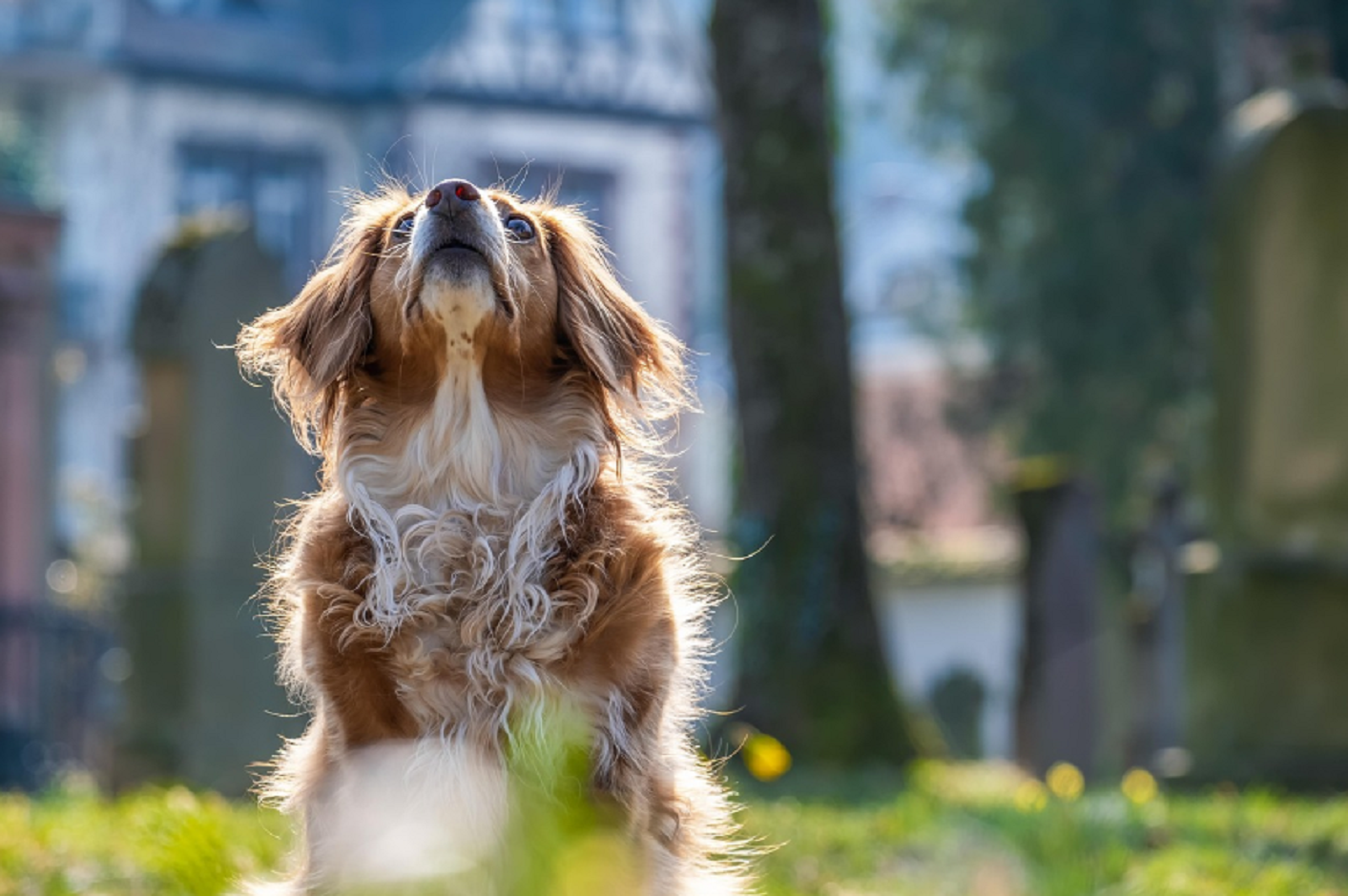 Bellfor krmivo pro psy