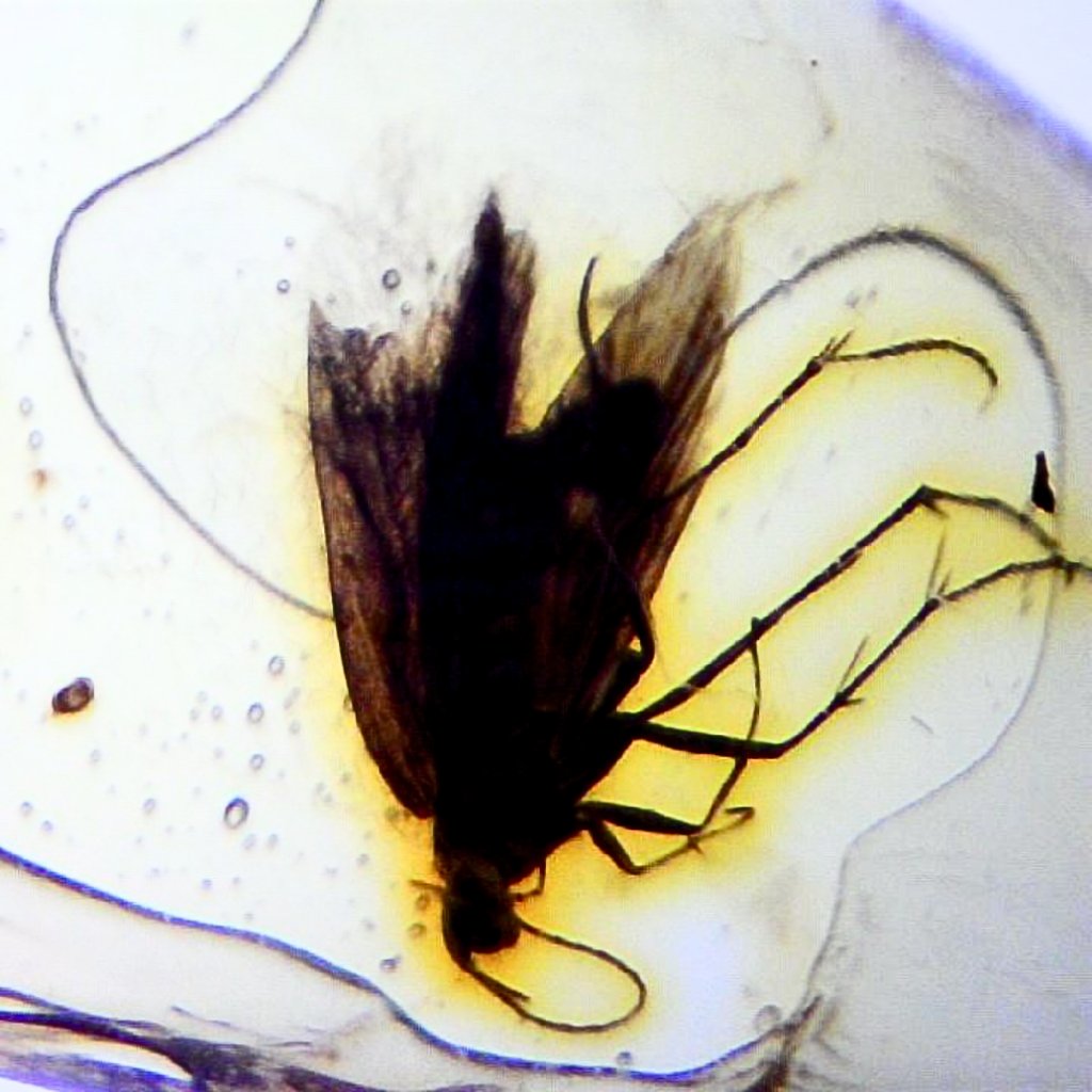 Amber with Insect Fossil HM033