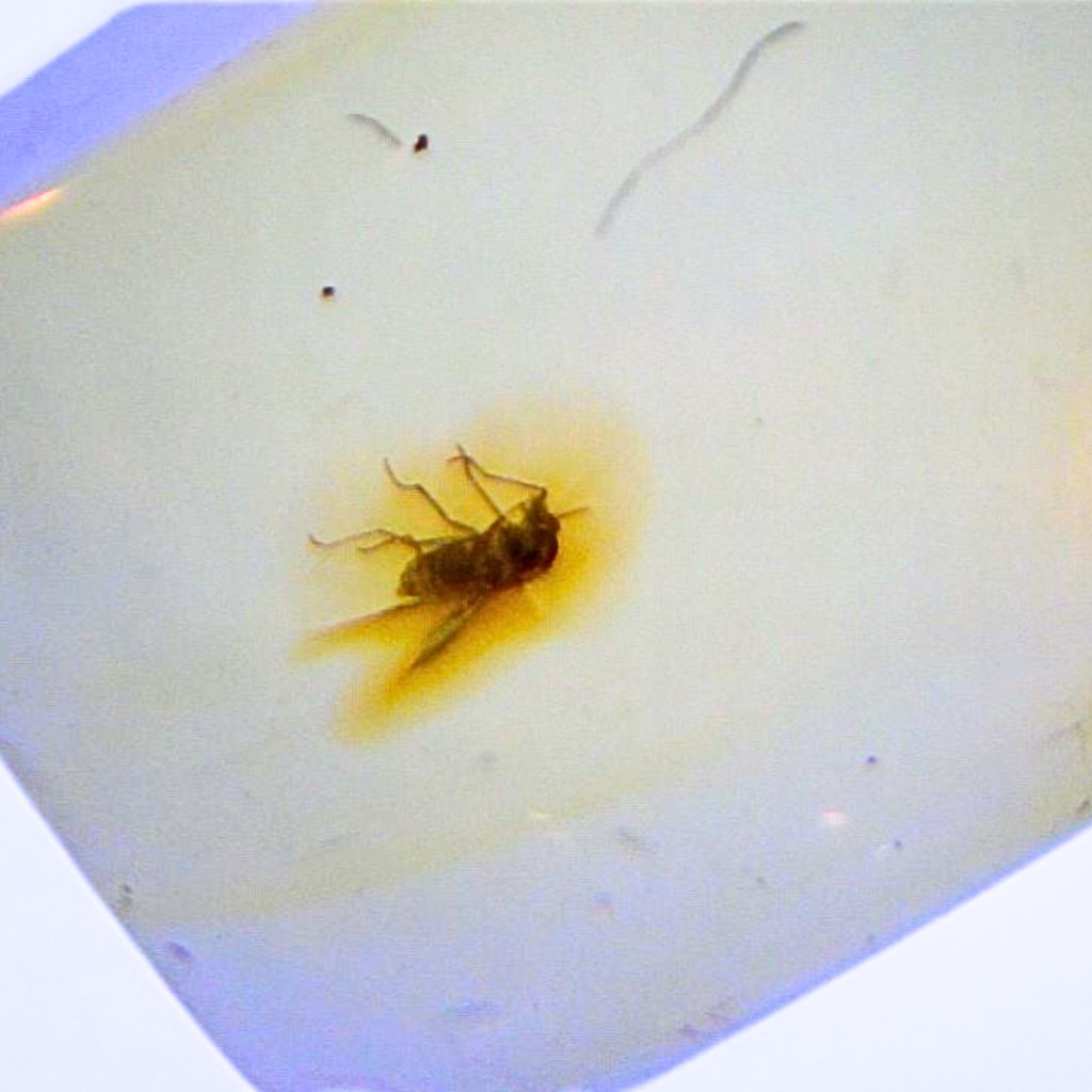 jantar s hmyzem HM050