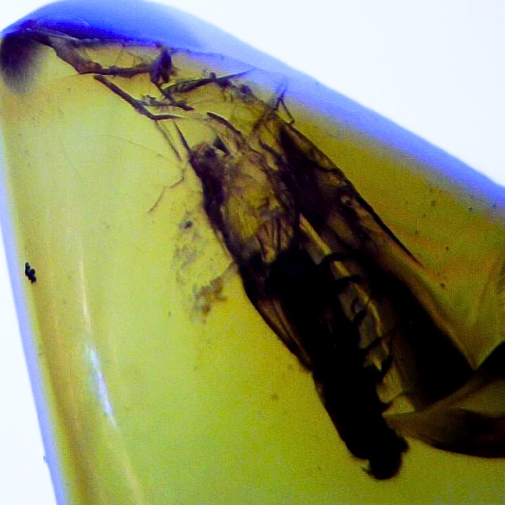 jantar s hmyzem HM0542