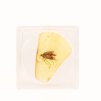 Amber with Insect Fossil HM033
