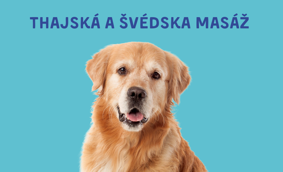 Certifikovaná masáž pre psov