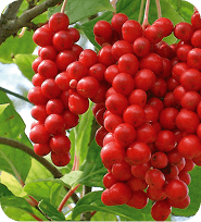 Schizandra čínská