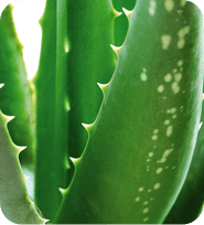 Aloe pravé