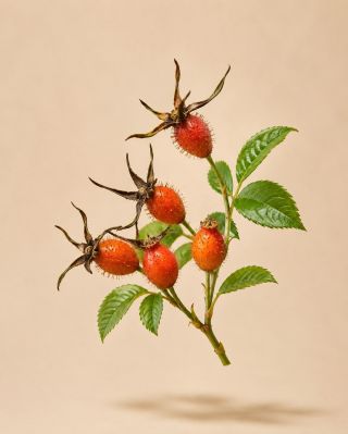 Růže trochu jinak – ukrytá v podobě drobného plodu. 🌹 Růže hladká (Rosa laevigata) patří mezi tradičně využívané rostliny...