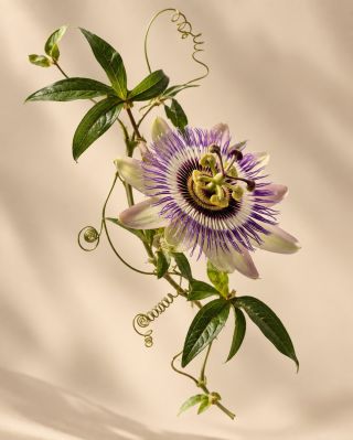 🌿 Mučenka pletní (Passiflora incarnata) Výrazná květina s dlouhou tradicí v bylinářství. Mučenka pochází ze Severní...