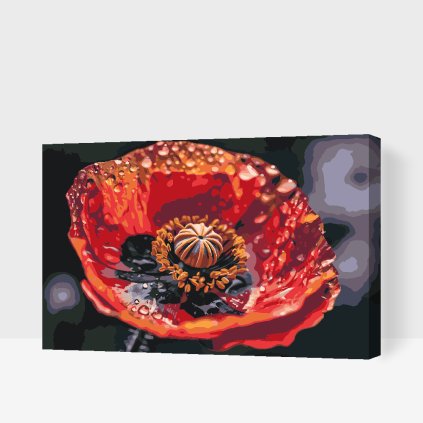 Pictură pe numere - Floare de mac