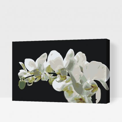 Picturi pe numere - Orhidee albă 2