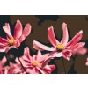 Pictură pe numere - Flori roz