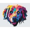 Pictură pe numere - Golden retriever colorat