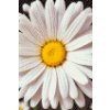 M11_Goblenuri_cu_diamante_-_Floare_de_părăluță