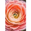 M11_Goblenuri_cu_diamante_-_Floare_de_piciorul_cocoșului