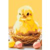 M11_Picturi_pe_numere_-_Pui_de_Paște_cu_ouă