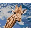 Pictură pe numere - Girafă curioasă