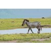 Goblen cu diamante - Parcul Național Serengeti 2