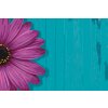 Picturi pe numere - Gerbera mov