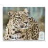 Goblen cu diamante - Leopard în natură