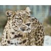 Goblen cu diamante - Leopard în natură