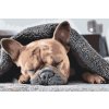 Pictură pe numere - Bulldog somnoros