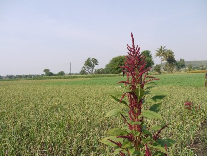 4218527472 471b23cbd9 b