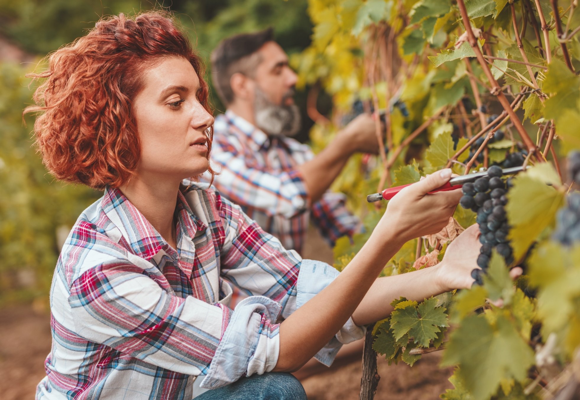 Vinobraní. Odkud se vzalo, jak vypadá dnes a co znamená v Česku