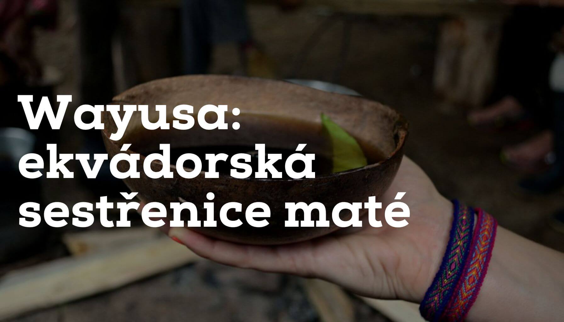 Wayusa - ekvádorská sestřenice yerba maté