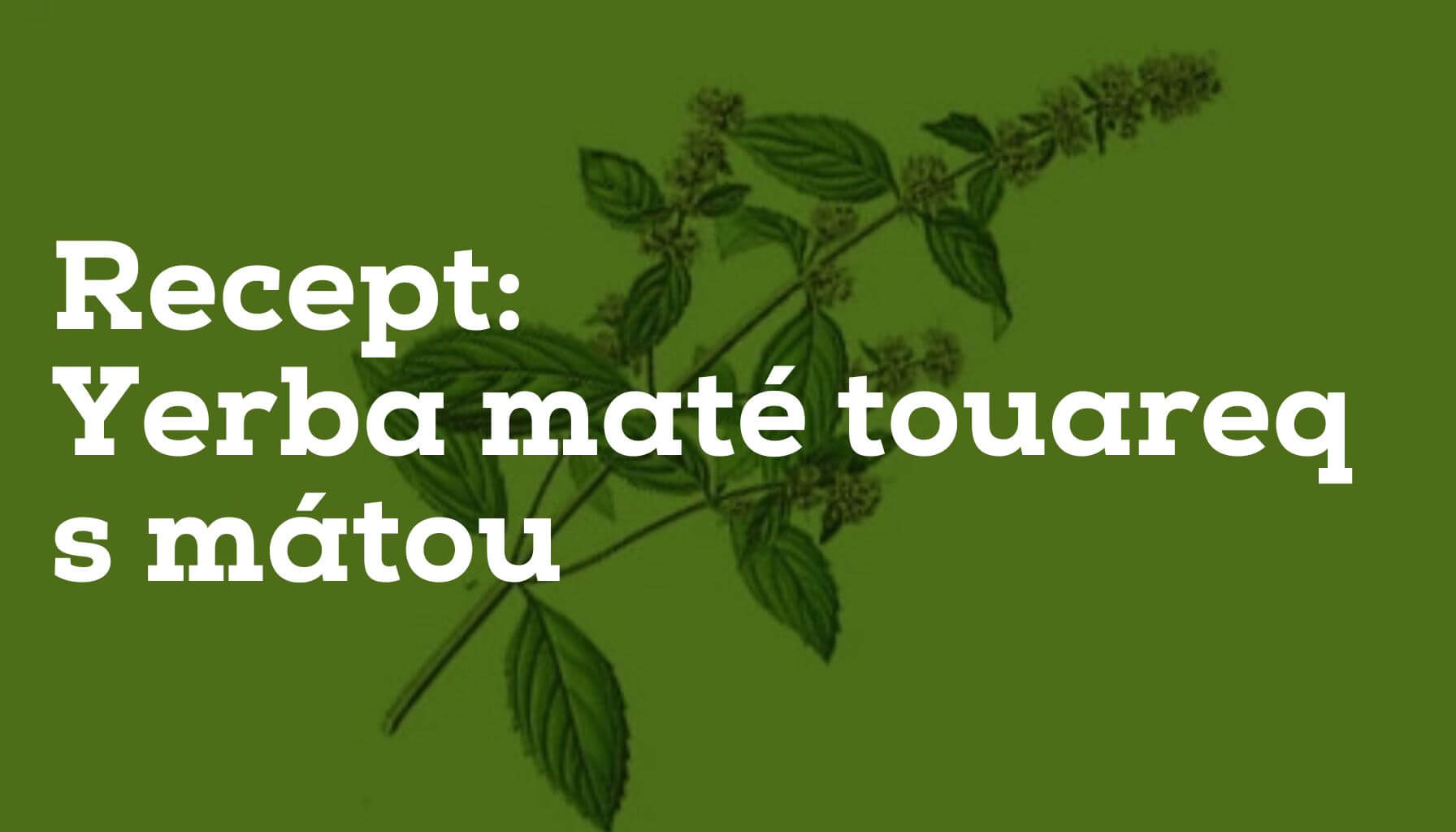 Nový recept - Yerba Maté touareg s mátou?
