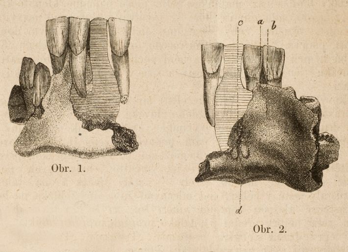 První nález neandrtálce u nás