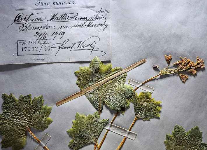 Exemplář vzácné rostliny
