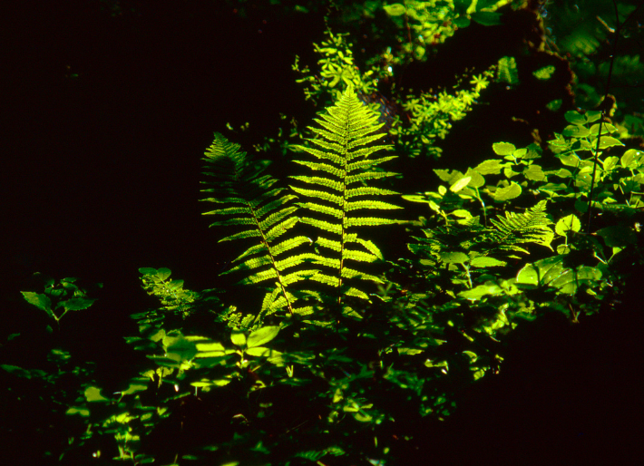 Prozářené rostliny