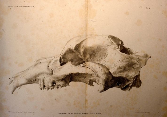 Unikátní vyobrazení jeskynních nálezů