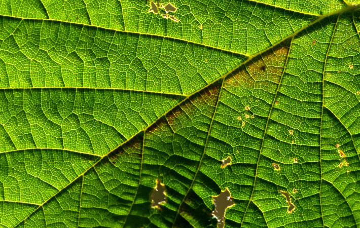 Sluncem prozářený list