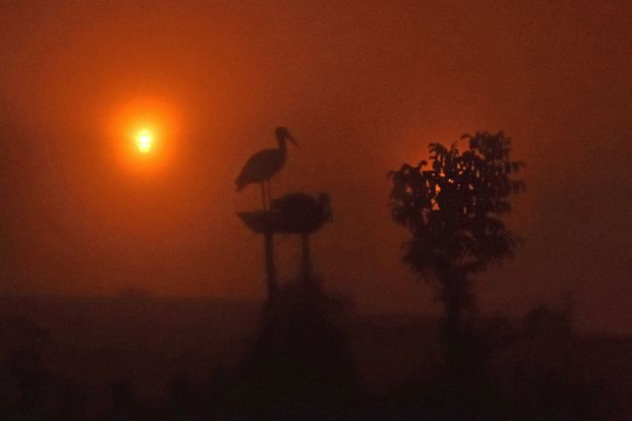 Mlha prozářená lampou