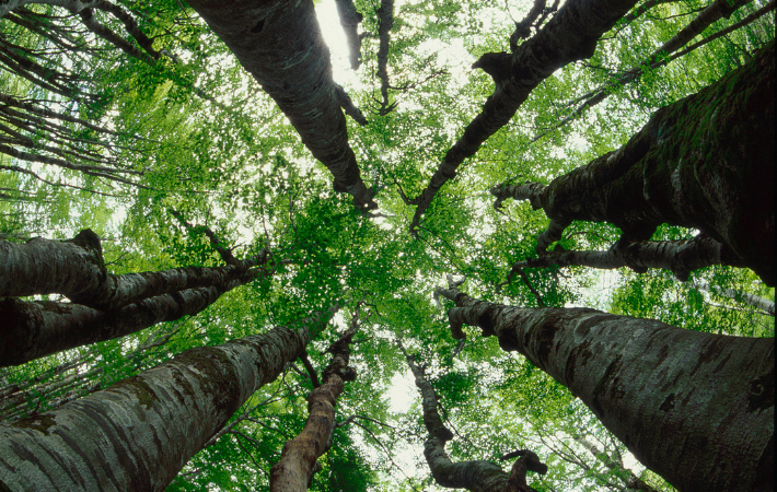 Specifické použití objektivu rybí oko