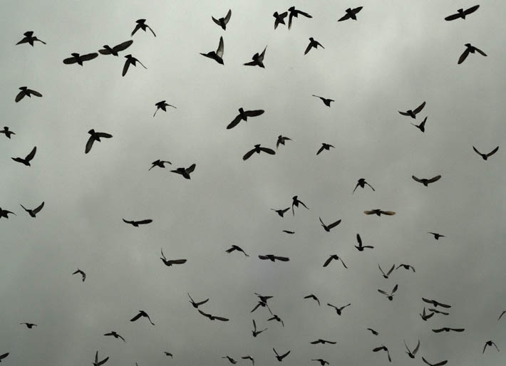 Ptáci jako od Hitchcocka