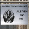 Pozor tady hlídám já - Afgánský chrt - pozor pes!!!